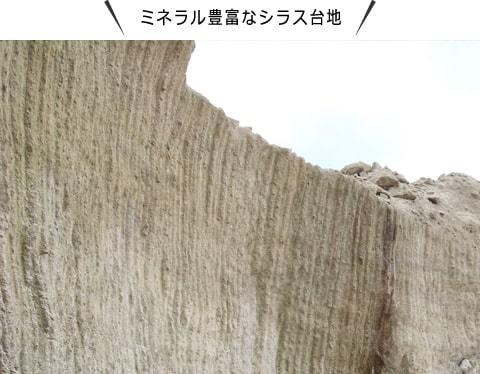栄養たっぷり遺産の恵み
